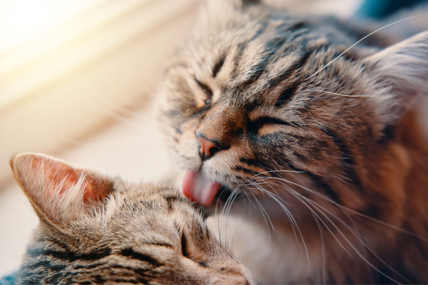 Gatos atigrados se limpian mutuamente