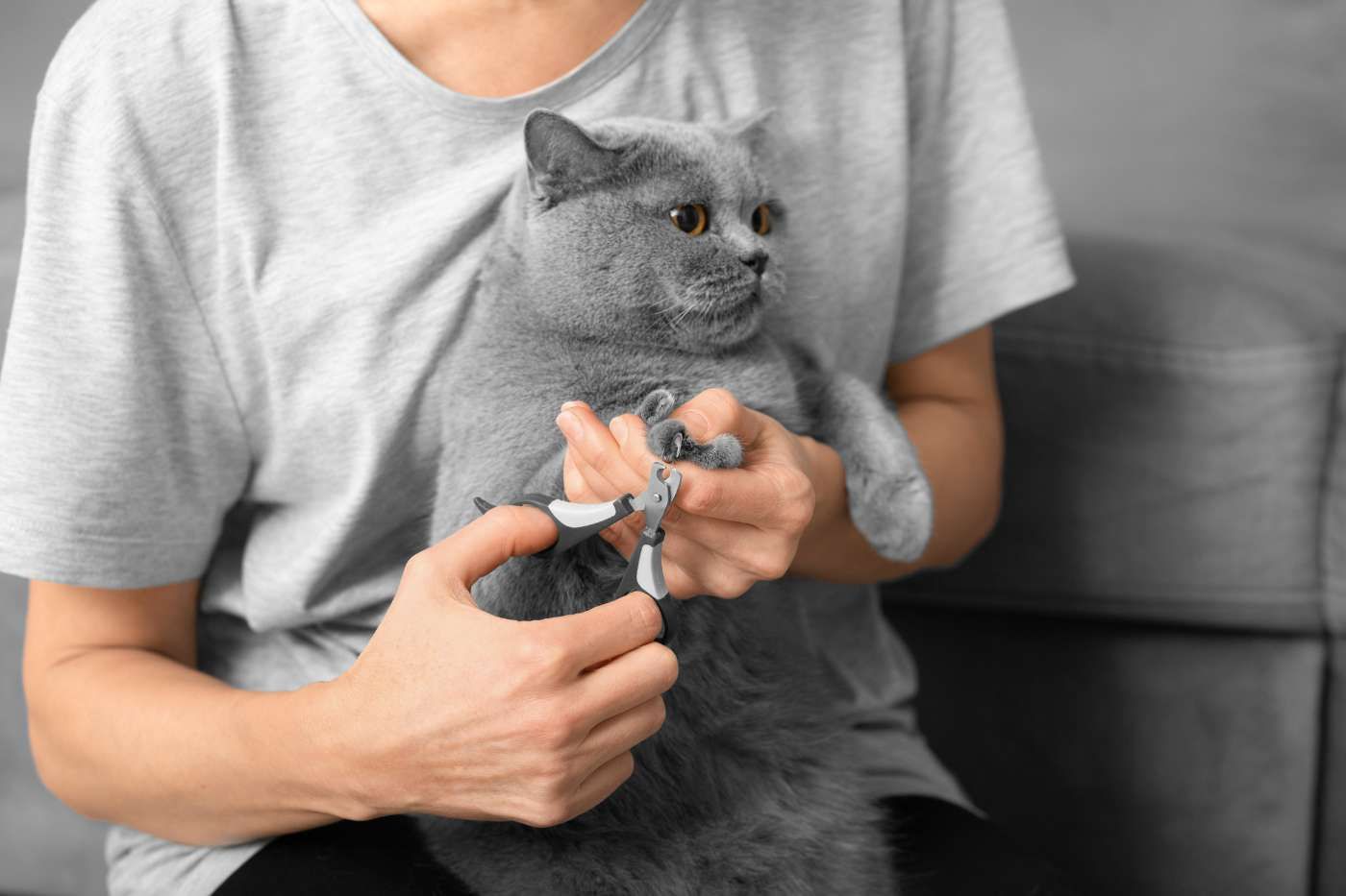 Cómo cortar las uñas a los gatos paso a paso