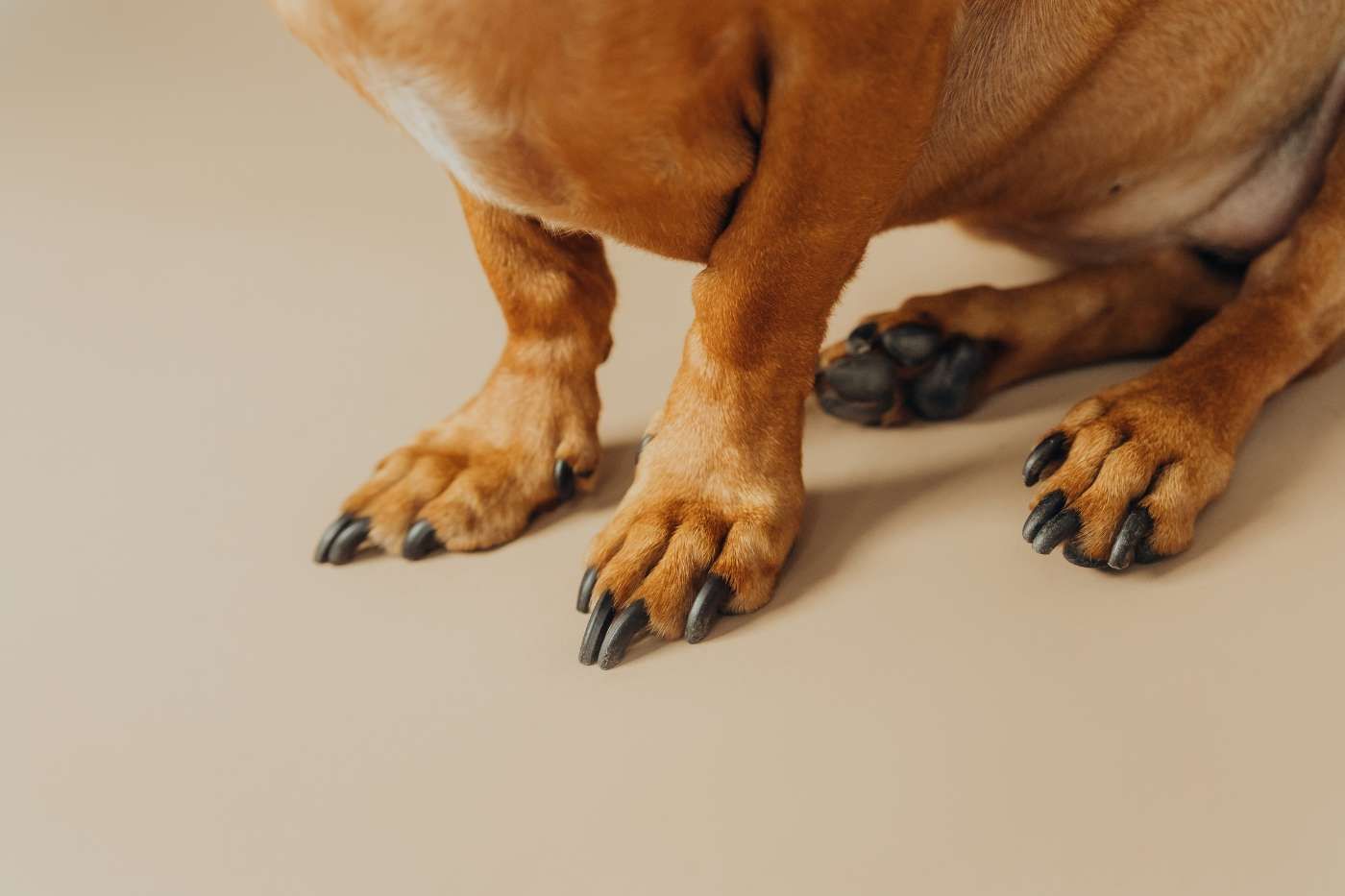 Guía visual: cómo cortar las uñas a un perro en casa