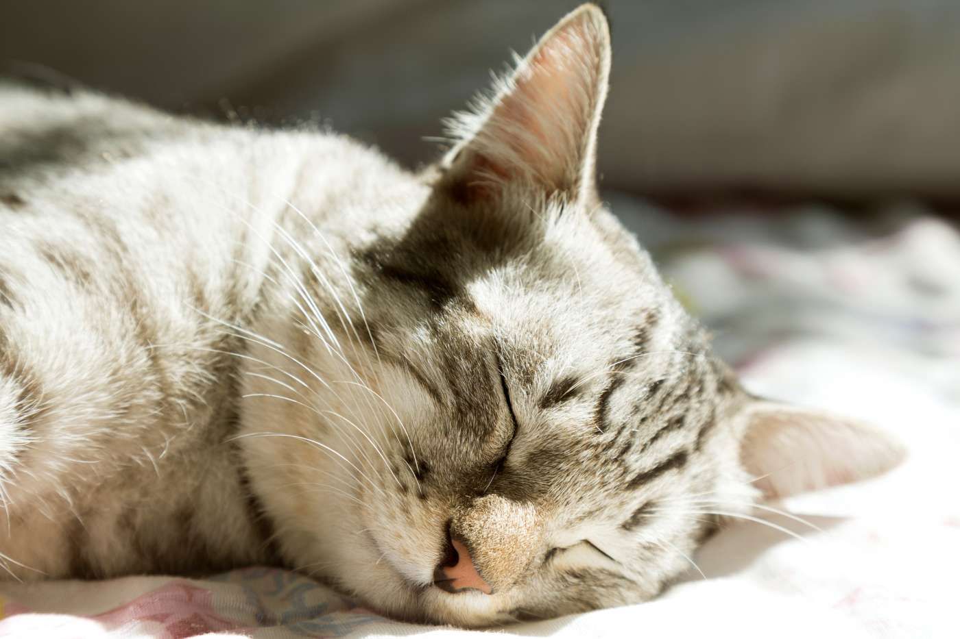 ¿Es normal que mi gato duerma tanto? Horas de sueño felino