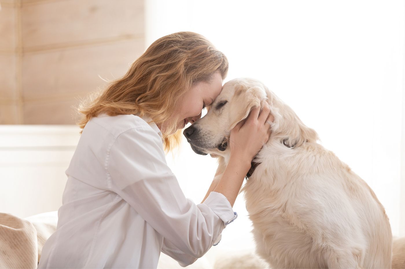 ¿Cuál es el promedio de vida de un perro Golden Retriever grande?