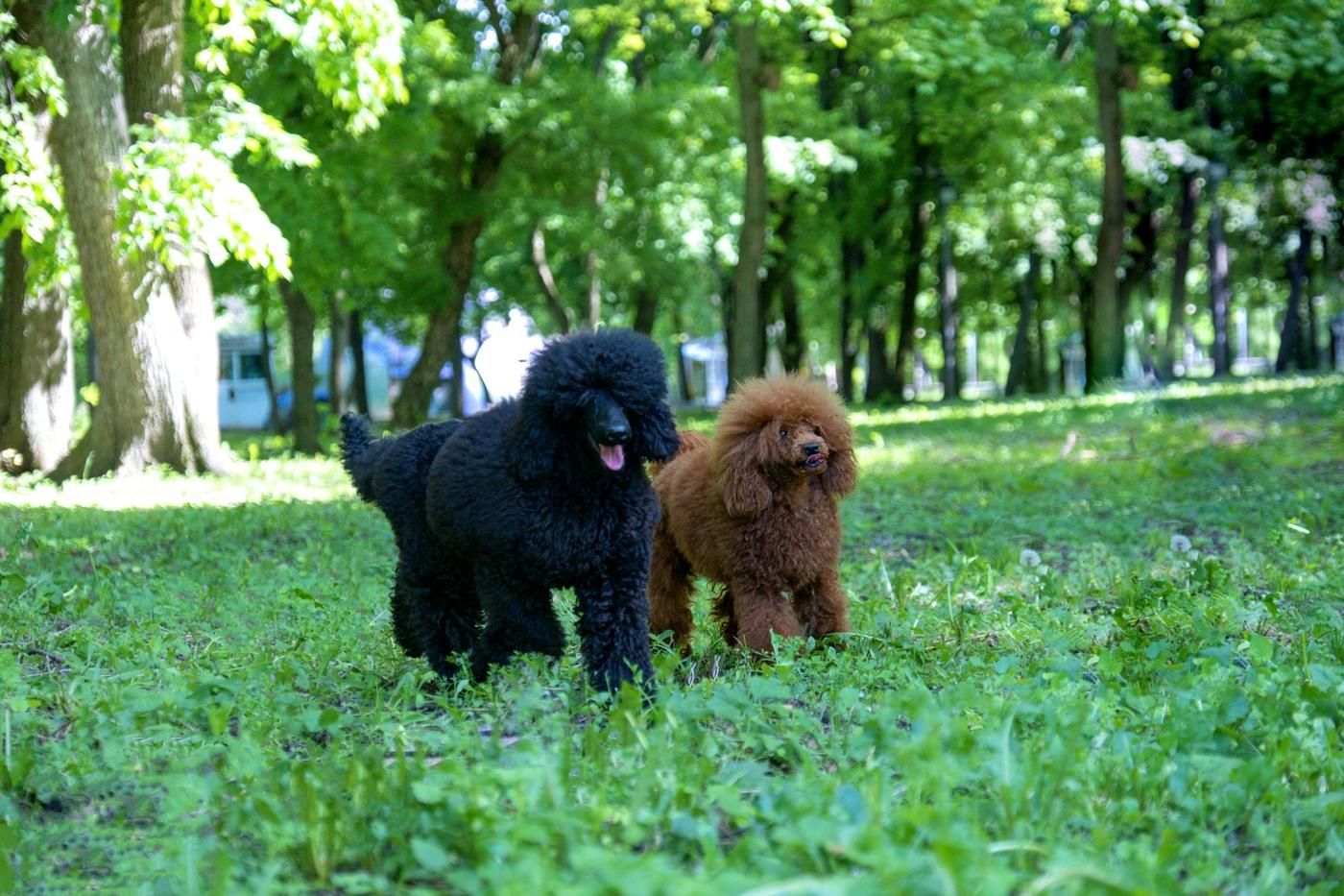 Cuidados de salud preventivos para caniche: guía esencial para una vida larga y feliz