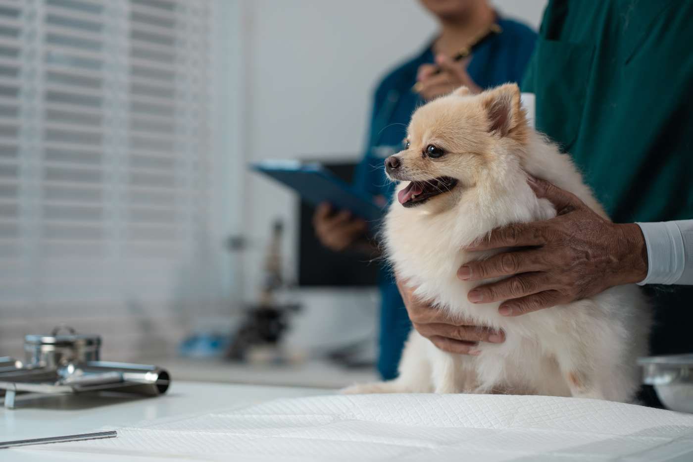Cuidados tras esterilización de perros