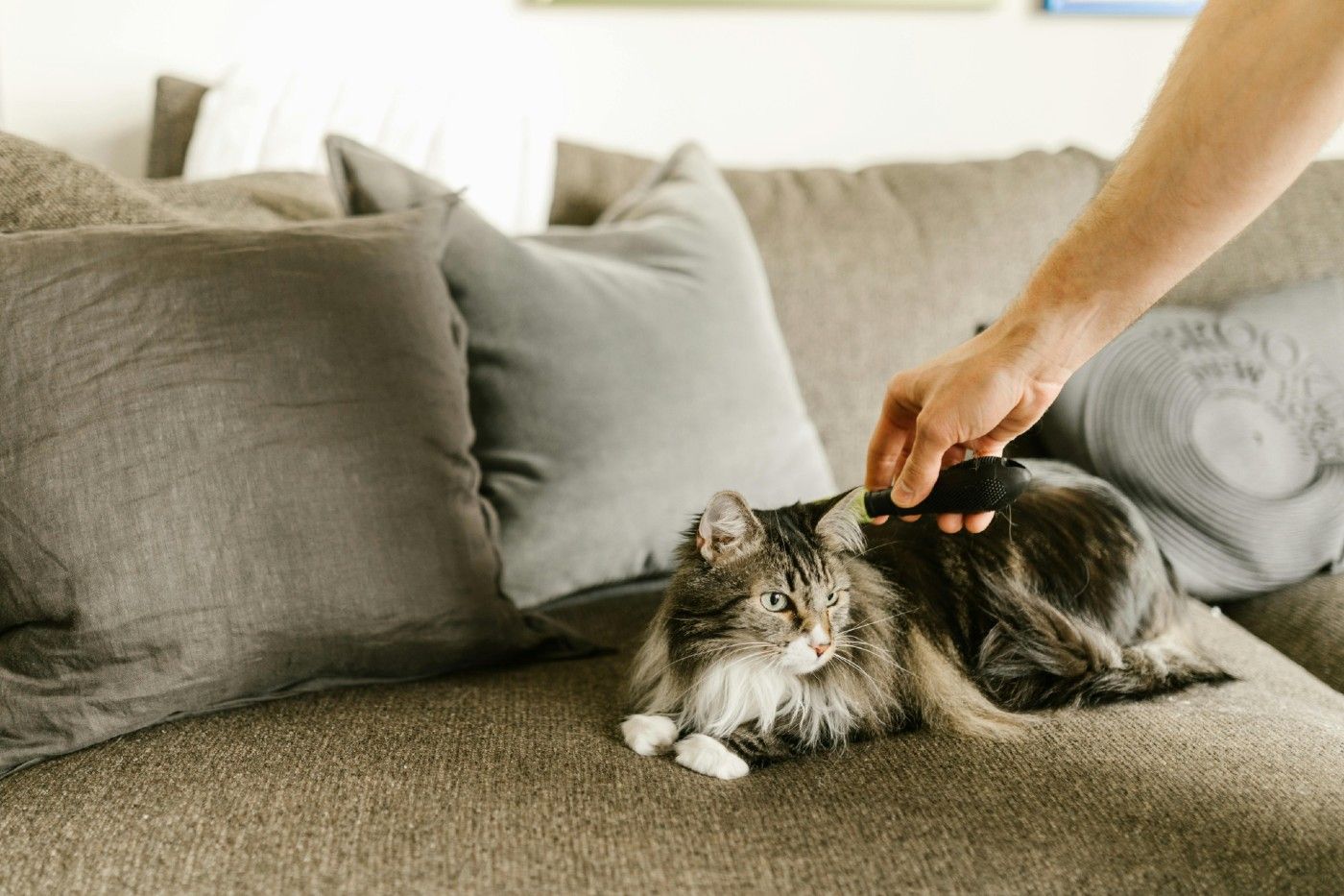 El gato persa requiere una rutina de higiene y salud constante