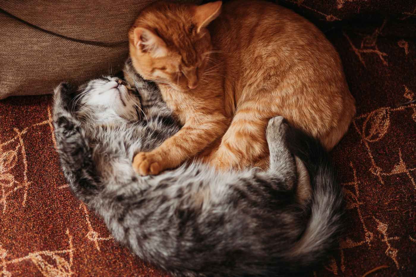 ¿Pueden convivir gatos con inmunodeficiencia felina con otros gatos?