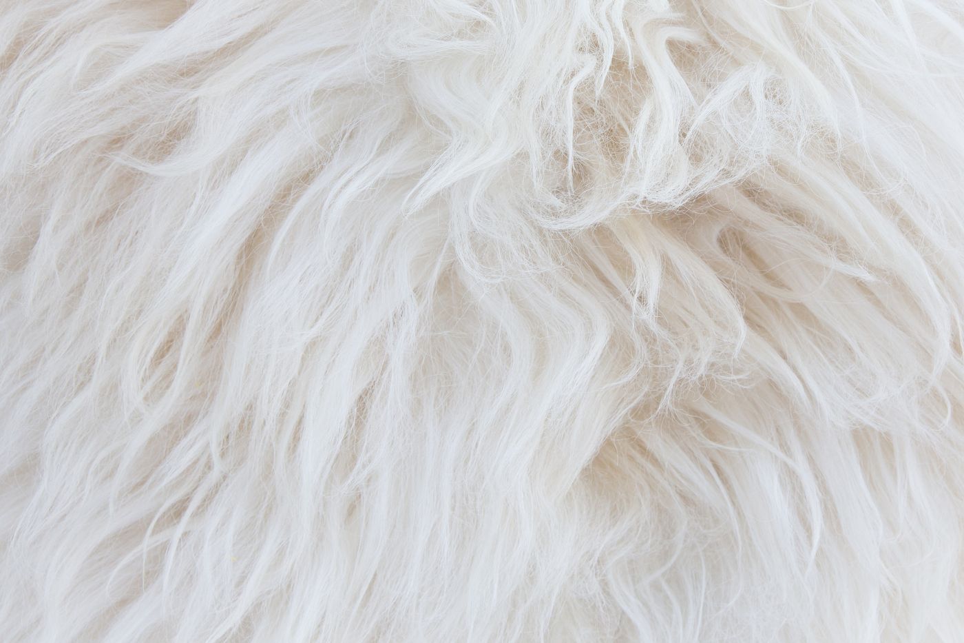 Dermatitis en perros: tipos y tratamiento