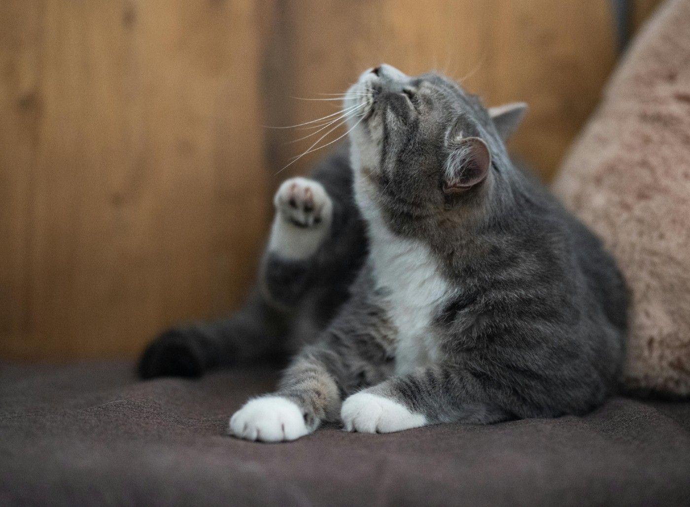 El rascado persistente es uno de los signos de alerta de dermatitis en gatos