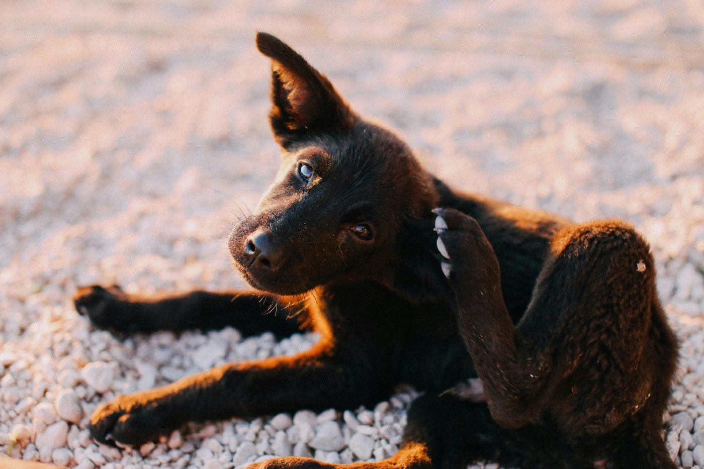 Problemas de dermatitis en perros y gatos en otoño: ¿por qué aumentan y cómo prevenirlos?