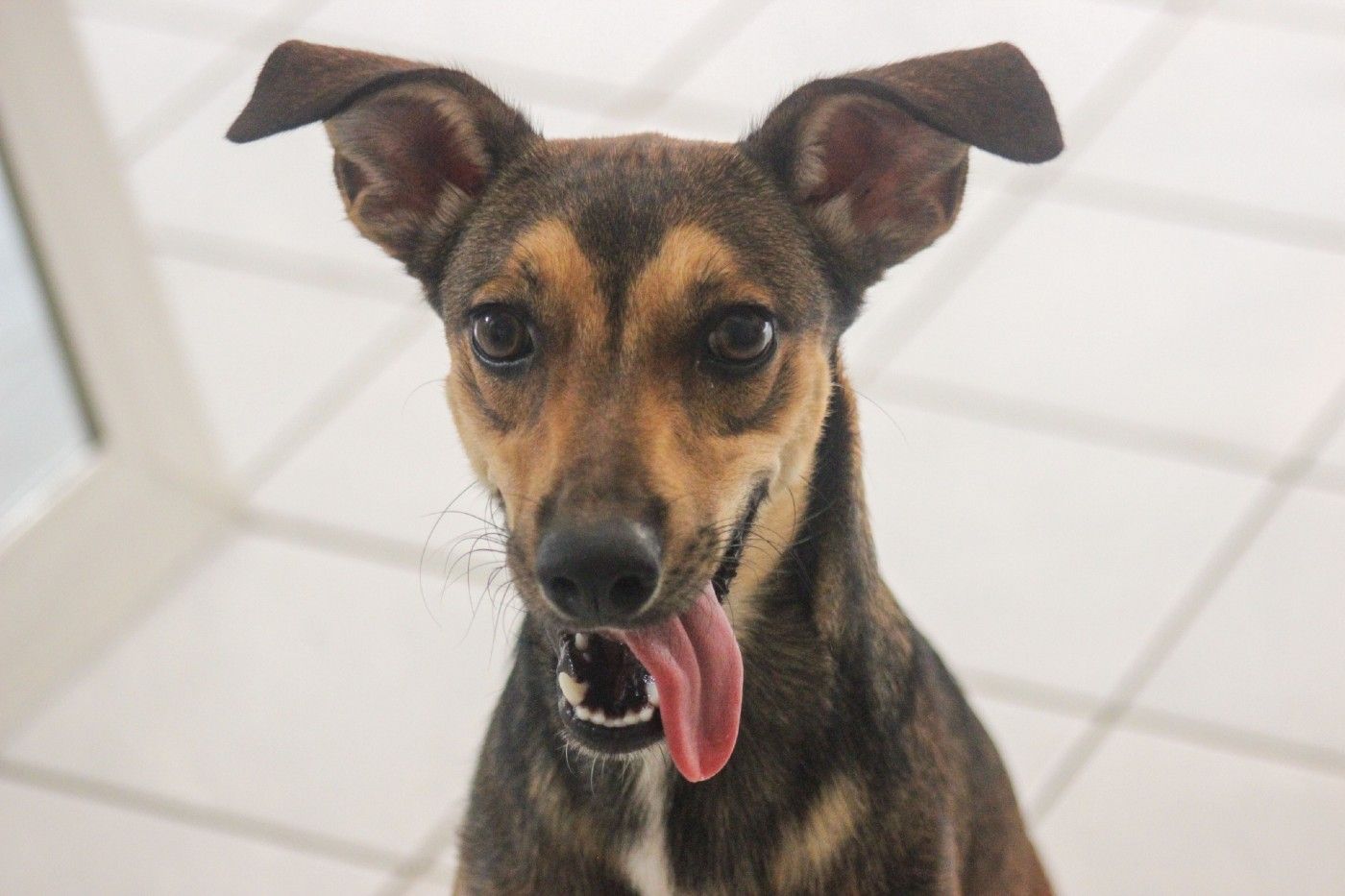 Perro o gato recién adoptado: cuidados y consejos para sus primeros días en casa