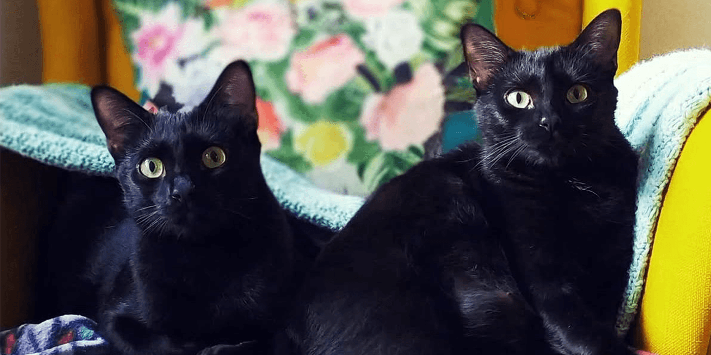27 de octubre: Día del Gato Negro; belleza, mitos y adopción responsable