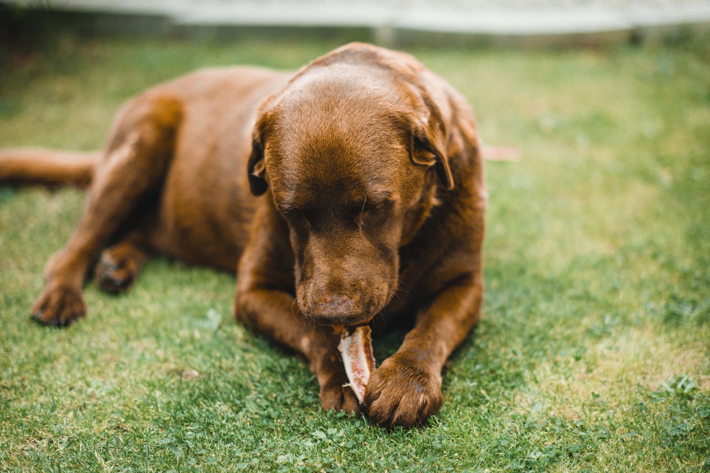 Dieta BARF para perros: ¿qué es? ¿Es peligrosa?
