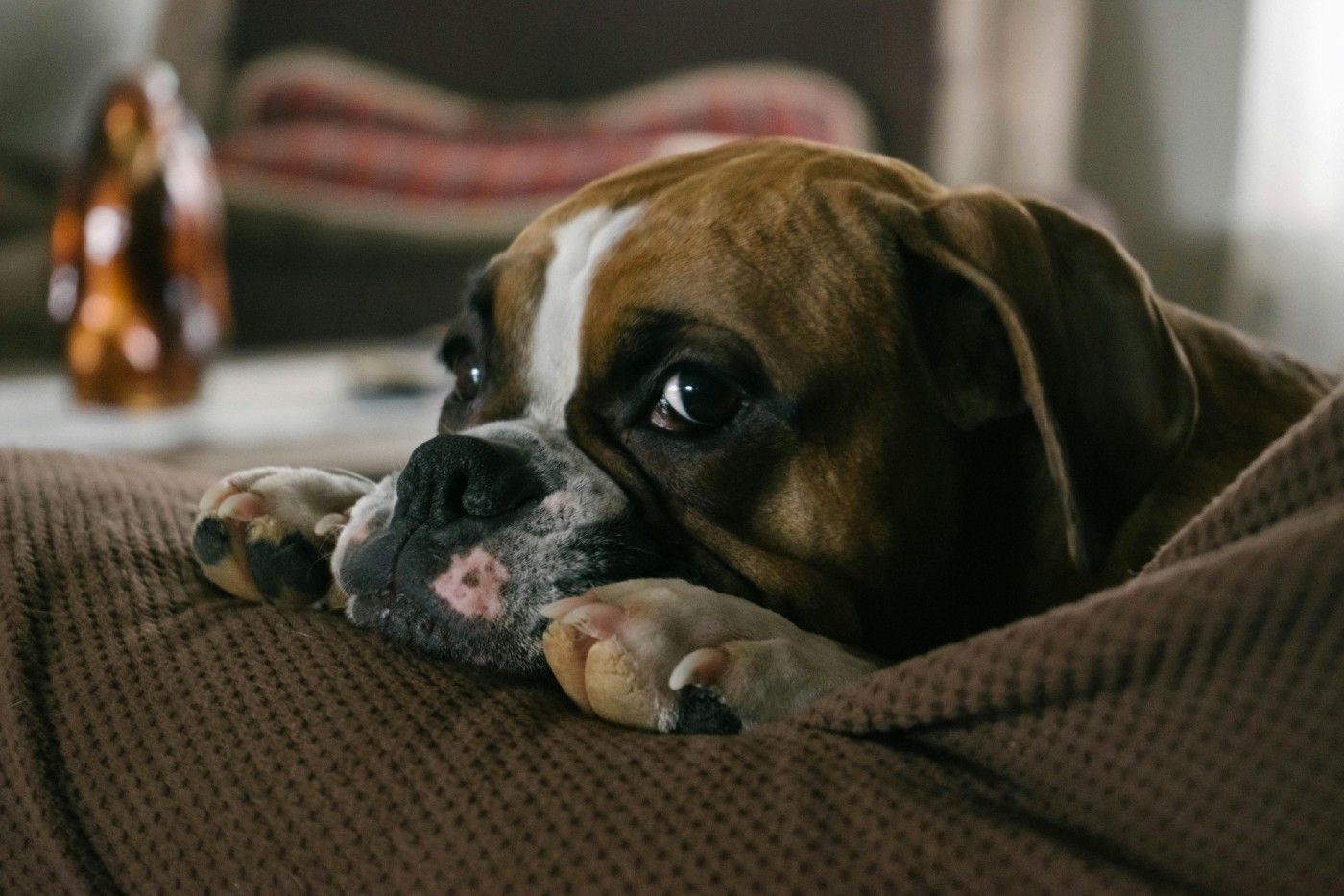 Enteropatía crónica en perros: qué es y por qué la dieta puede marcar la diferencia