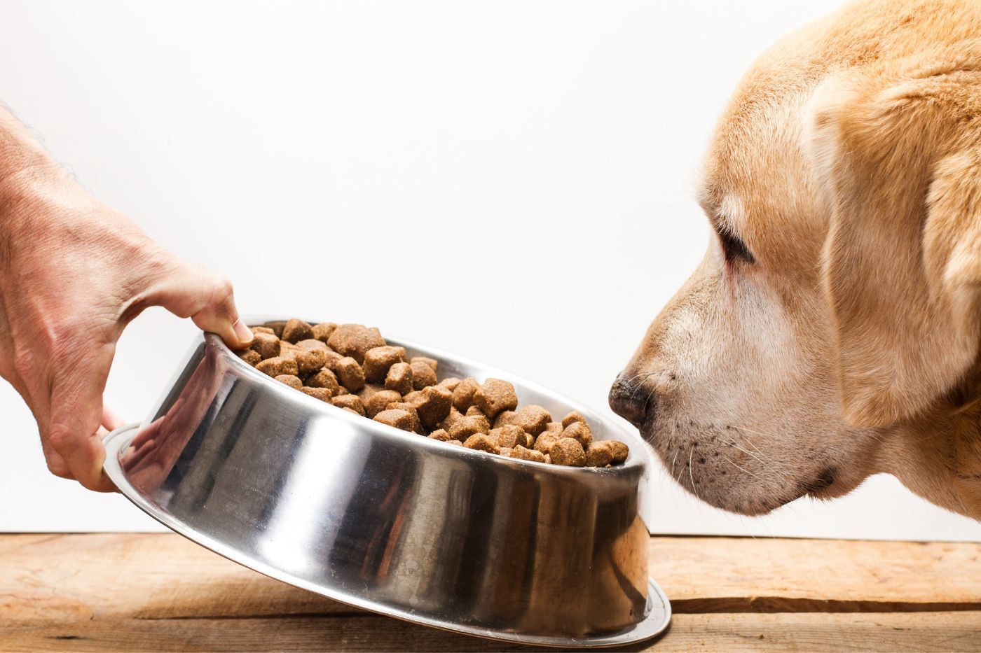 Dieta Barf vs pienso