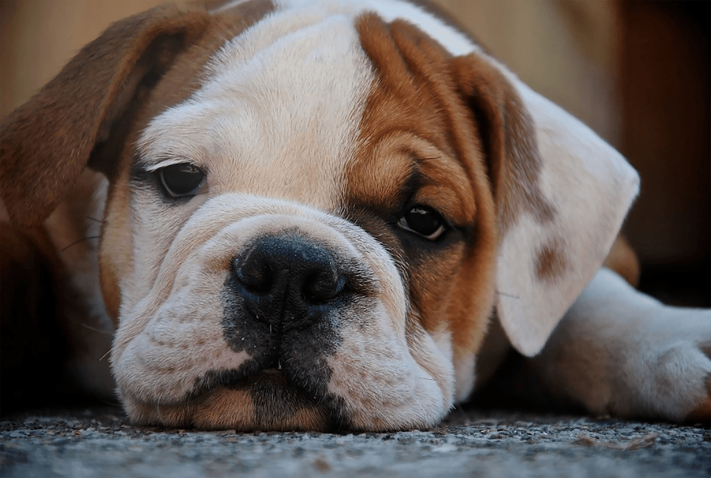 Displasia de cadera en perros: cómo los tratamientos complementarios mejoran su calidad de vida