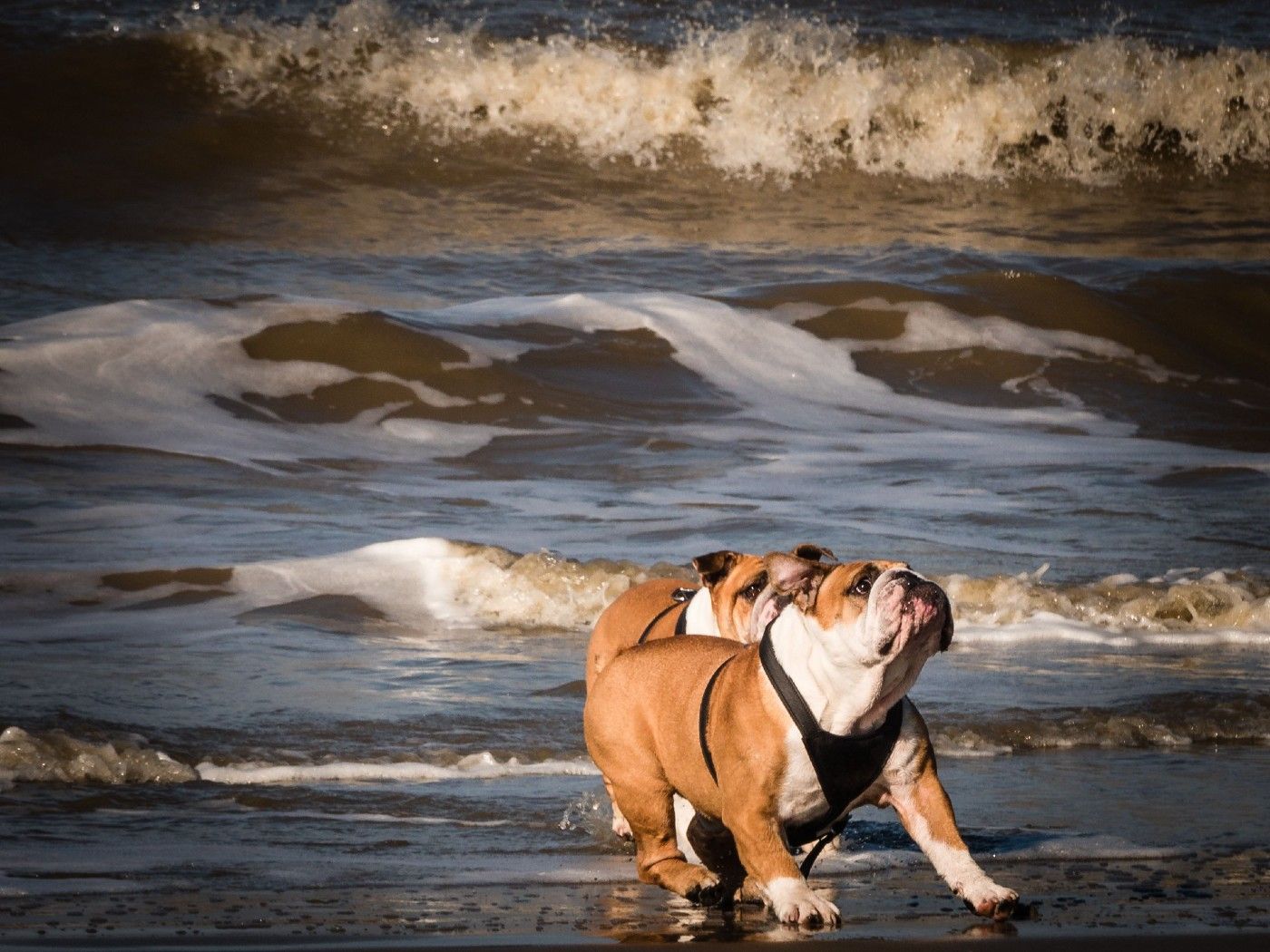 Dos Bulldog ingleses paseando por la playa
