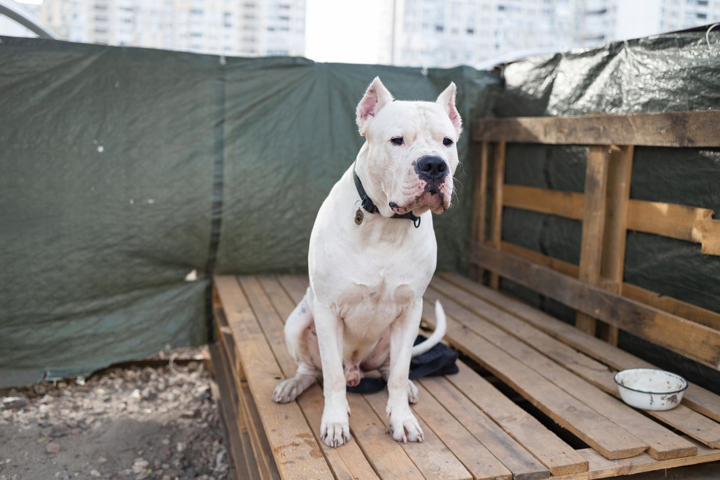 dogo-argentino-legislacion.jpg