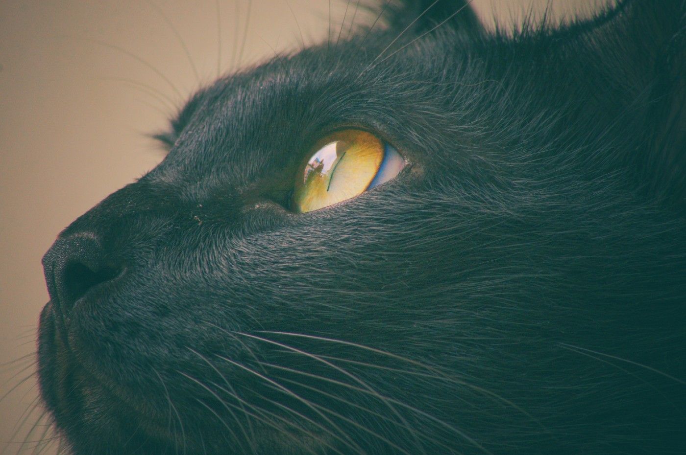 Primer plano macro de los ojos y el hocico de un gato para ilustrar la salud ocular felina durante un eclipse solar.