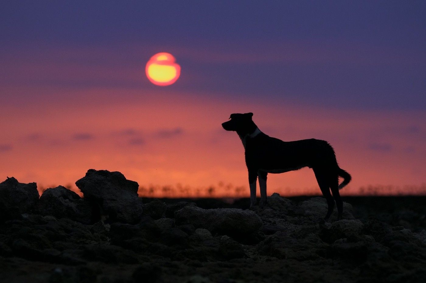 ¿El eclipse solar del 12 de agosto puede afectar a la vista de perros y gatos?