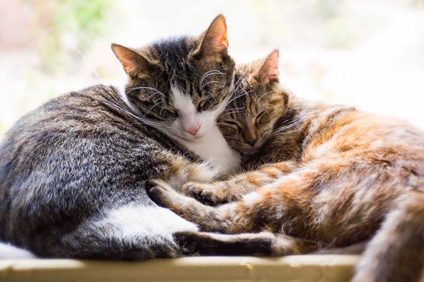 Seguro para gatos: precios, coberturas y comparativa 2026