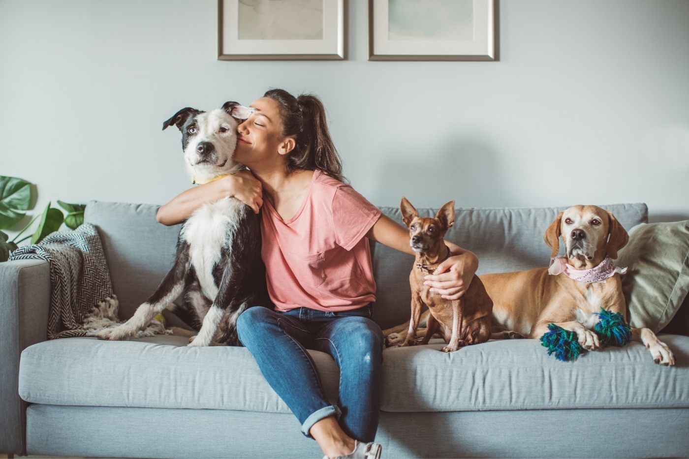Comparador seguros mascotas: cómo comparar los mejores seguros