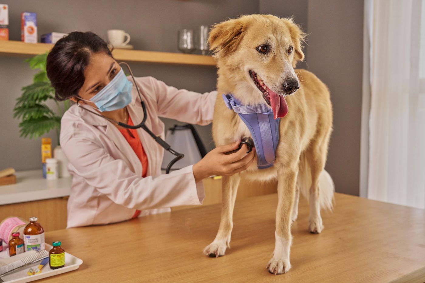 ¿Qué enferemedades comunes tienen los perros?