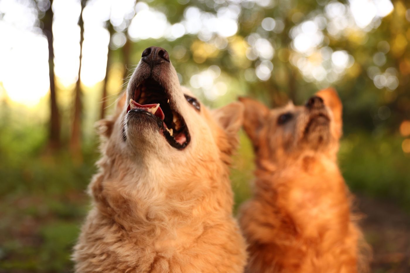 ¿Es obligatorio el seguro para perros? Guía completa