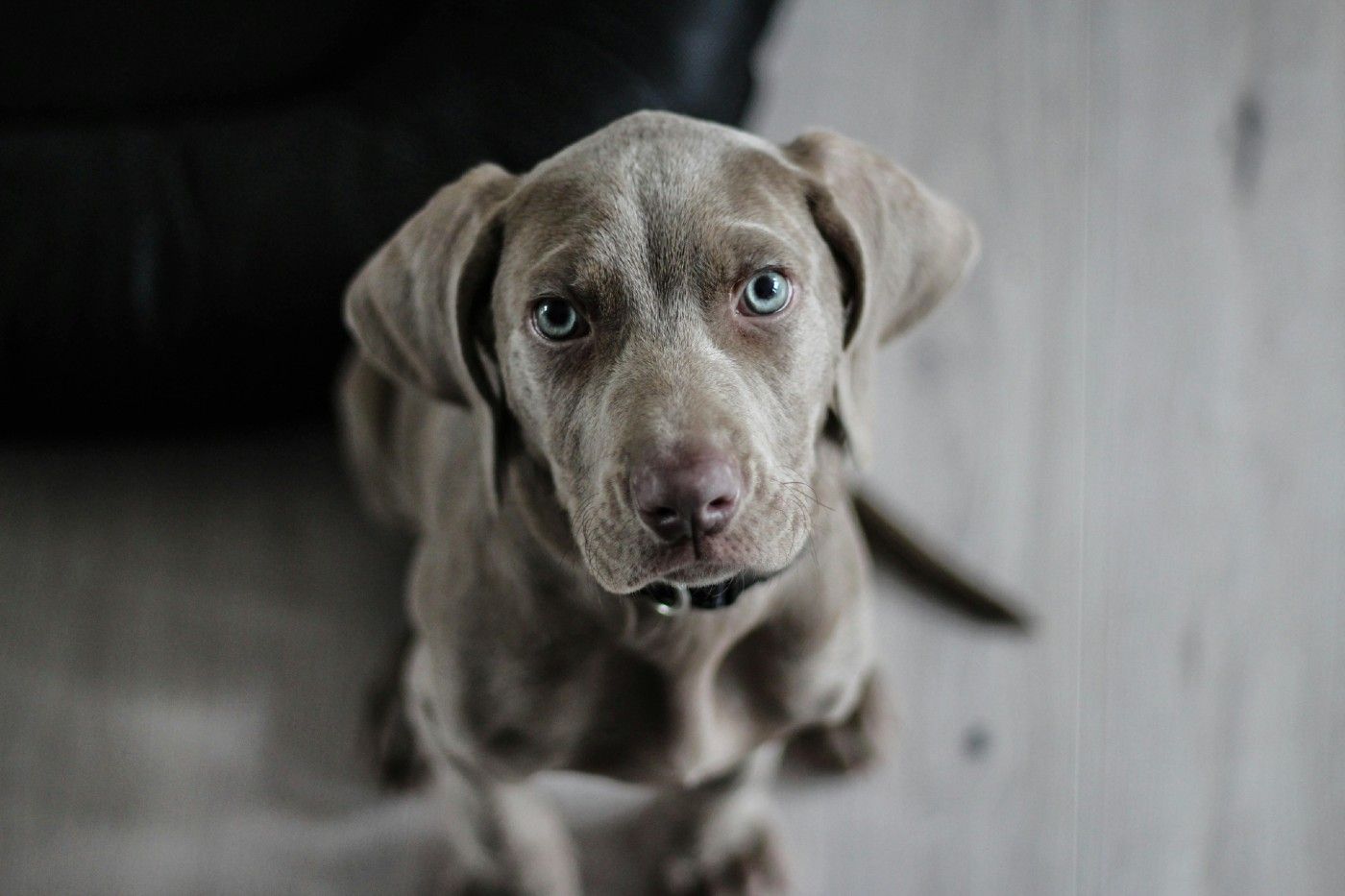Esterilizar a tu perro: una decisión clave para su salud y bienestar