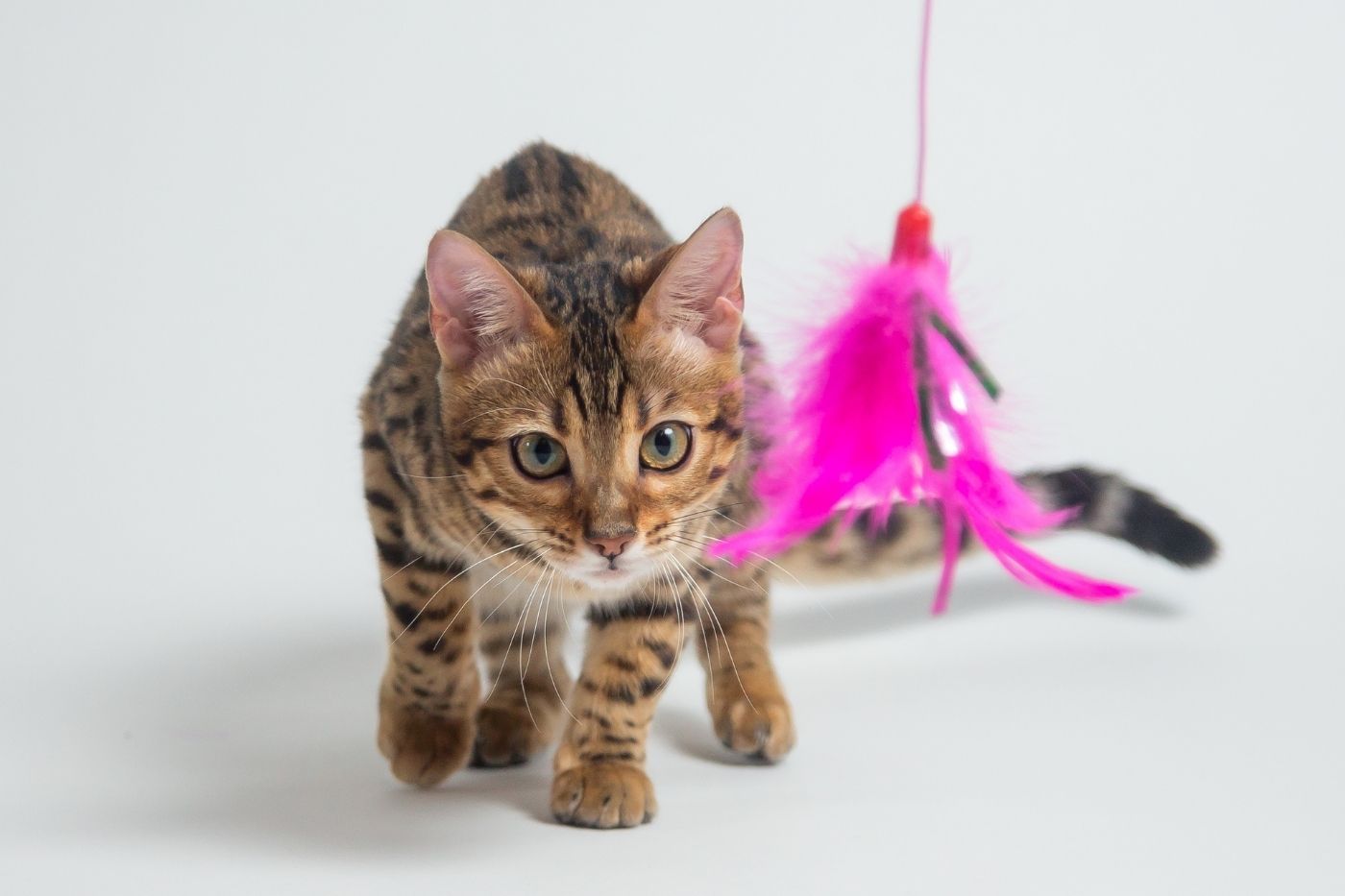 Enriquecimiento animal: guía práctica para estimular el bienestar animal
