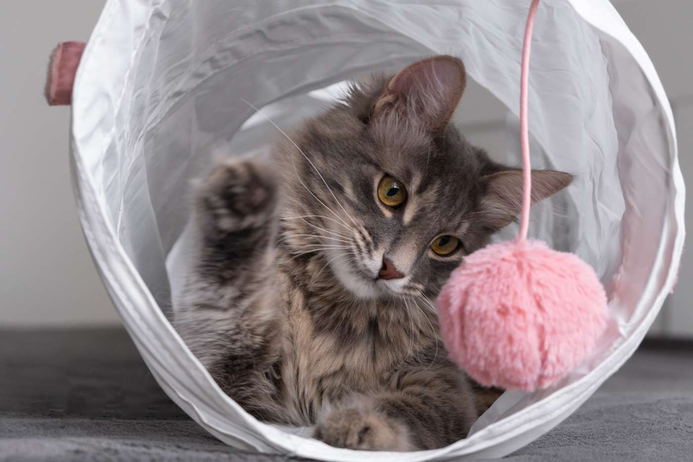 ¿Qué sí y qué no darle a nuestro gato para jugar en casa?