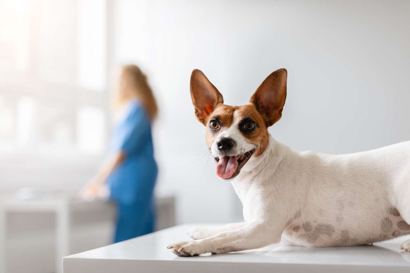 Esterilización de perros: todo lo que debes saber