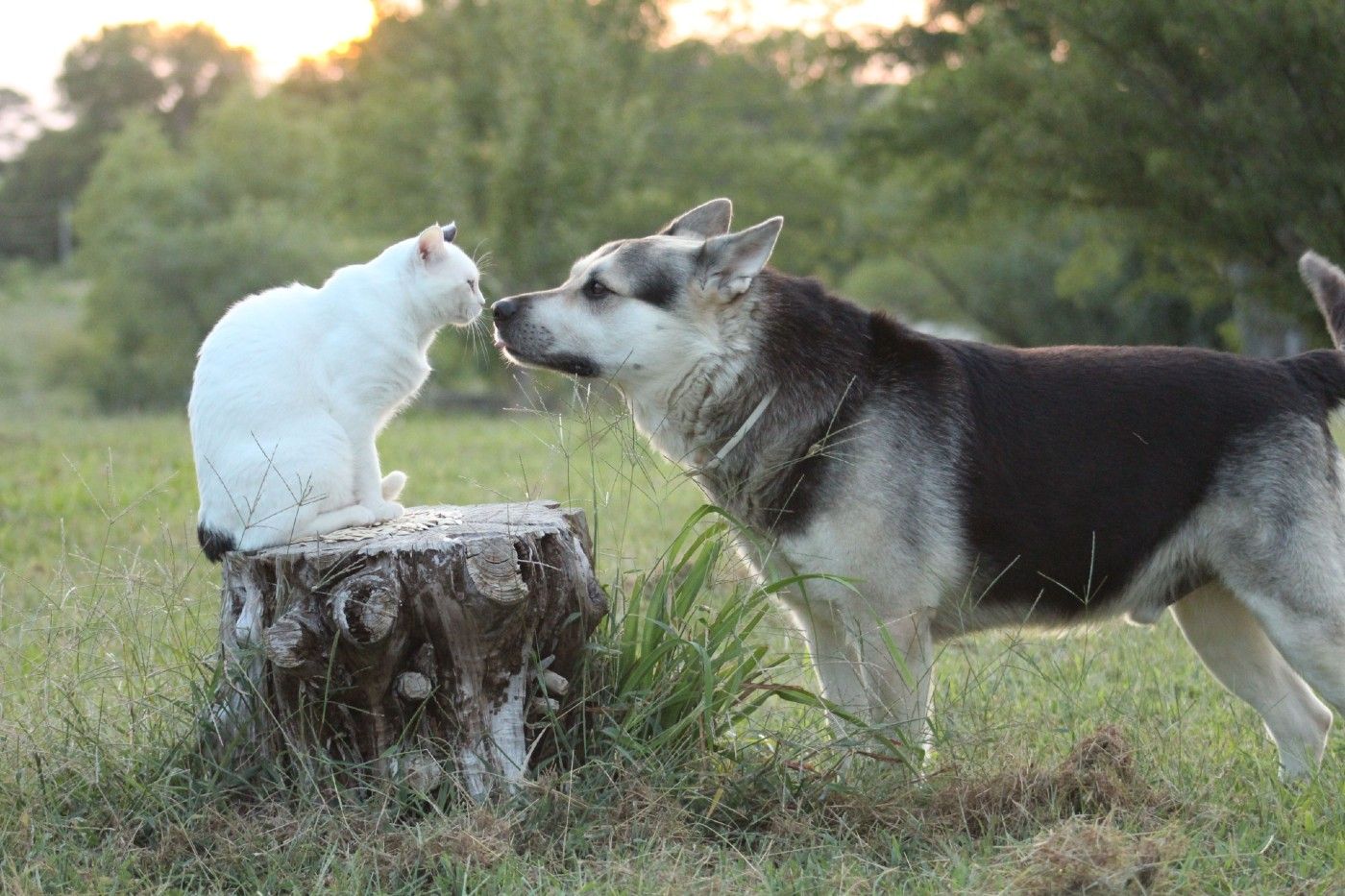 Vuelta a la rutina con tu perro o gato: cómo ayudarle a adaptarse después del verano