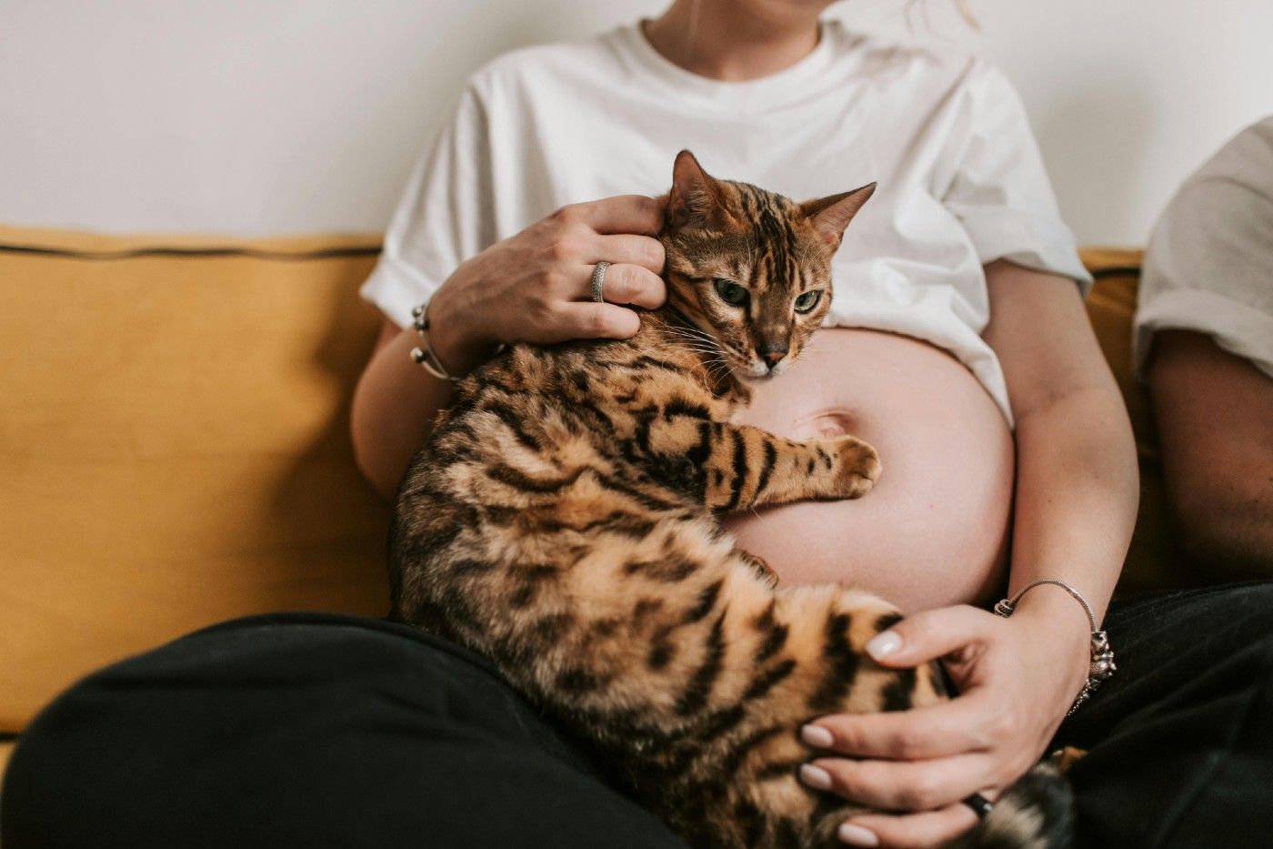 Cómo preparar a un gato para la llegada de un bebé: guía práctica para pet parents