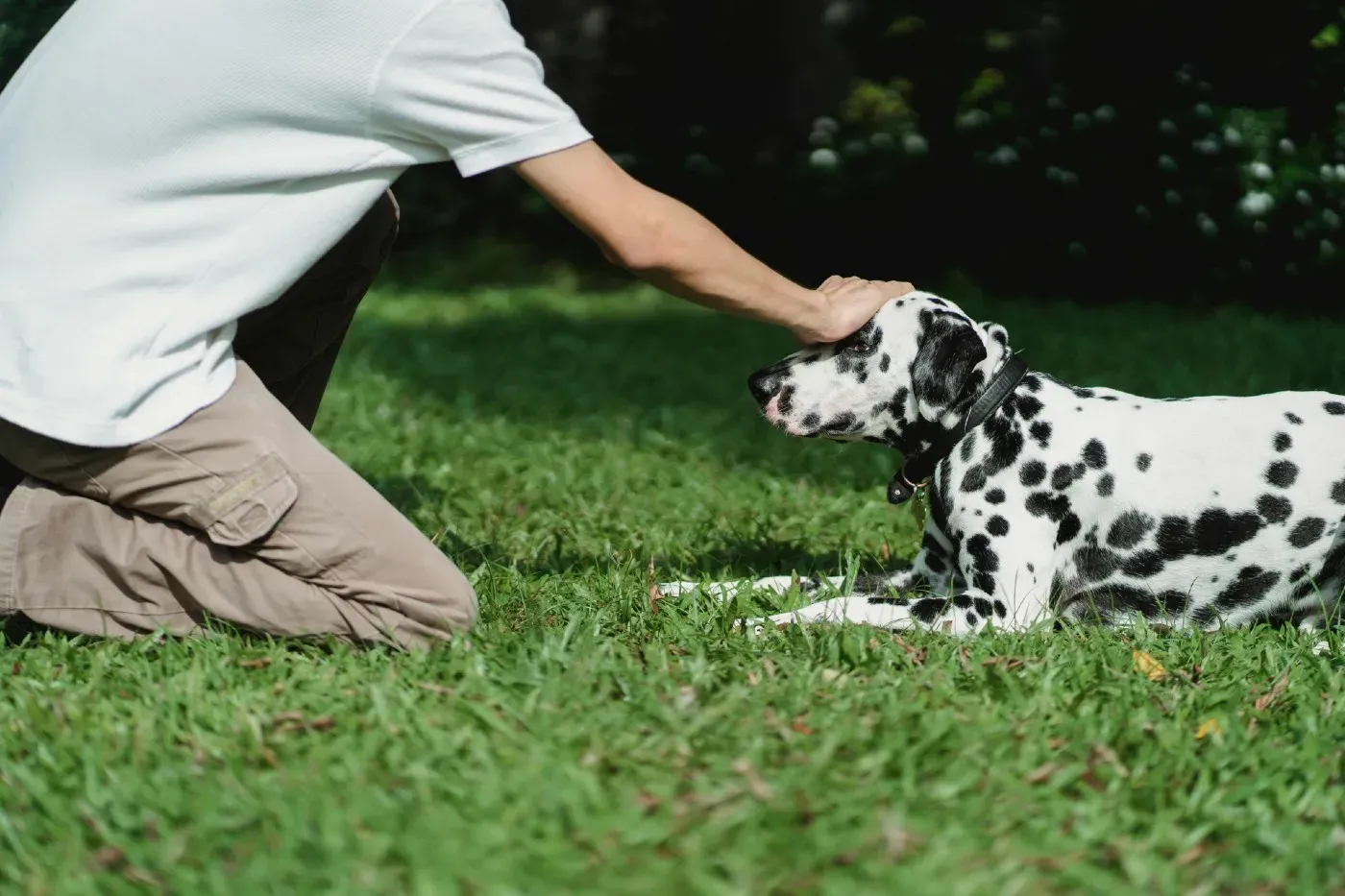 ¿Debes saludar a tu perro al volver a casa o empeora su ansiedad por la separación?