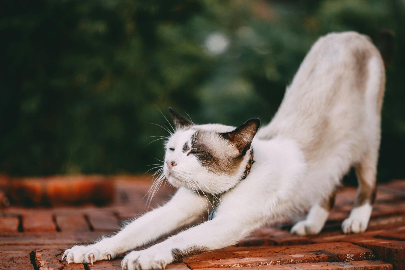 ¿Por qué tu gato se estira cuando te ve?