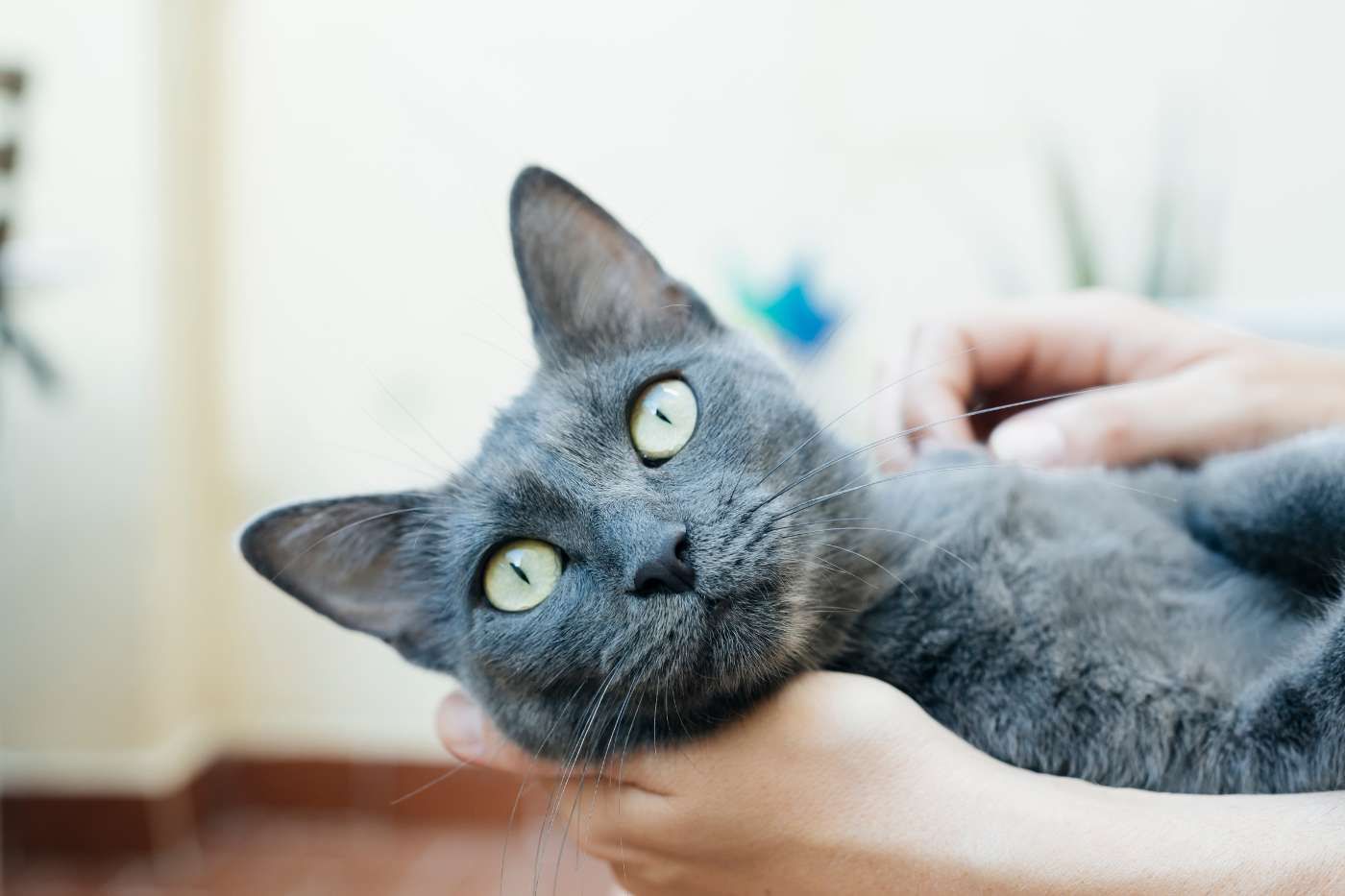 ¿Cómo evitar alergia a los gatos?