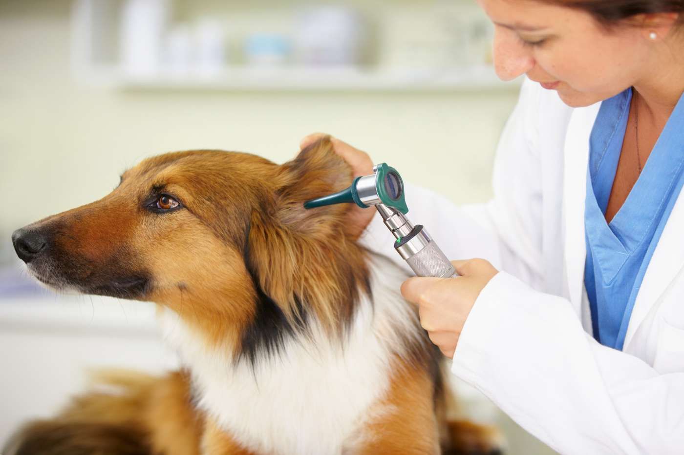 Otitis en perros: síntomas, tratamiento y prevención