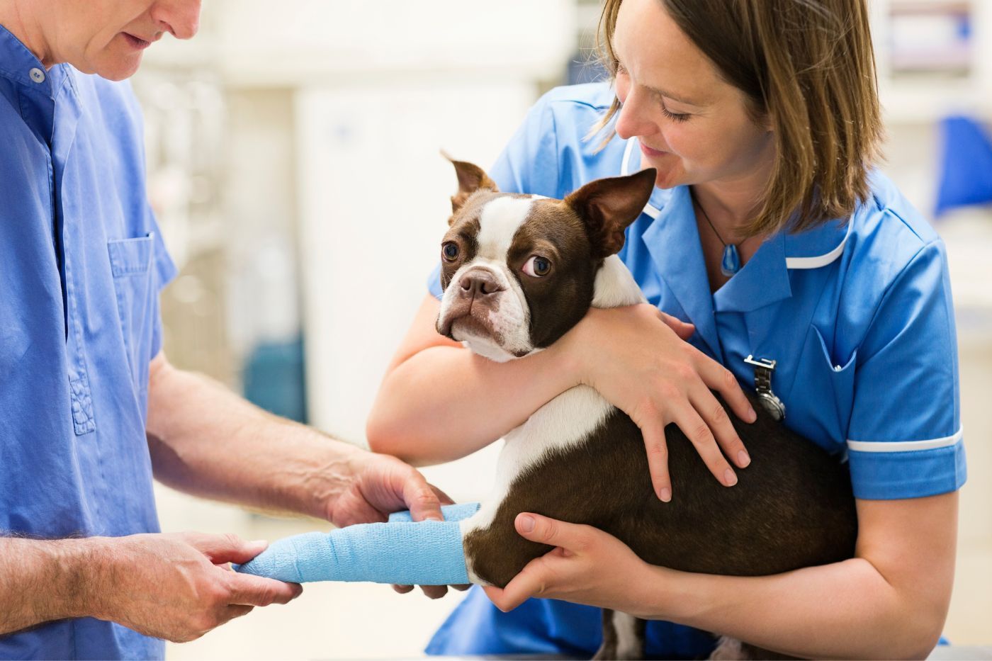 Cómo mejorar el ahorro en veterinarios sin renunciar a la calidad