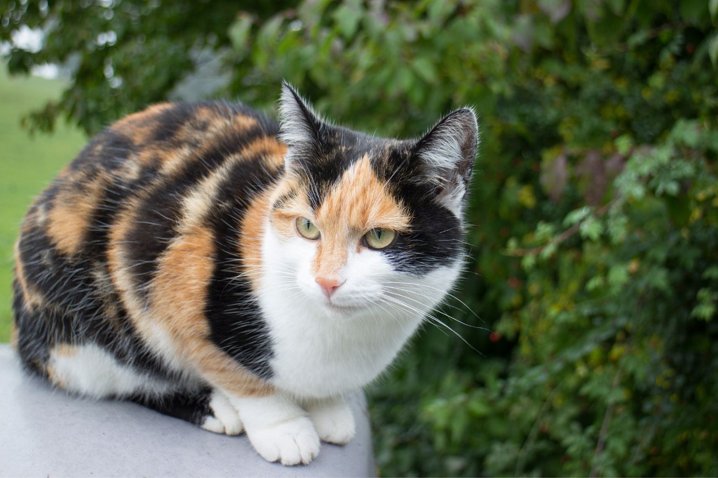 La genética de los gatitos tricolor: ¿por qué casi todos son hembras?