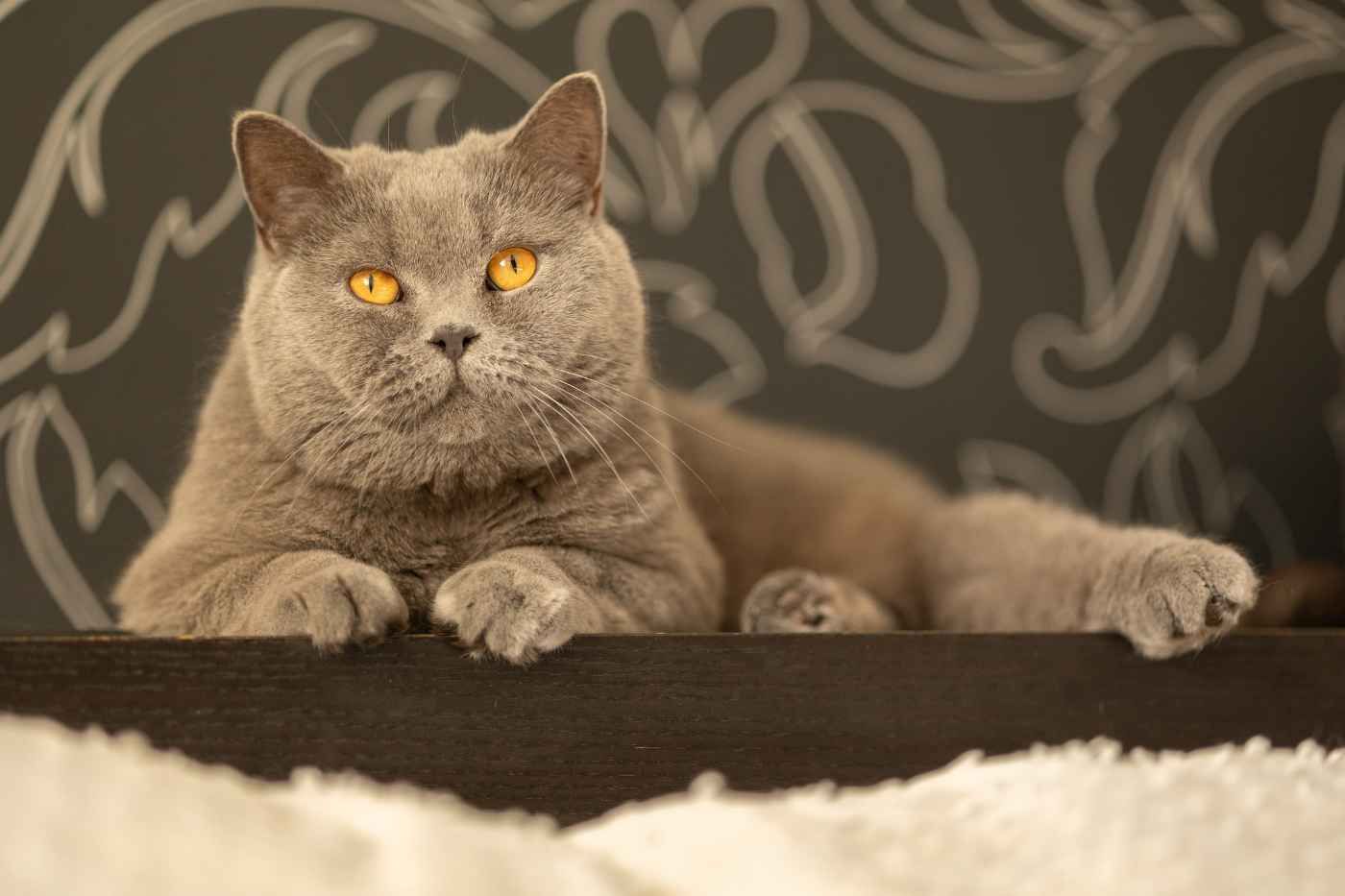 ¿Qué enfermedades se asocian a los gatos British Shorthair?