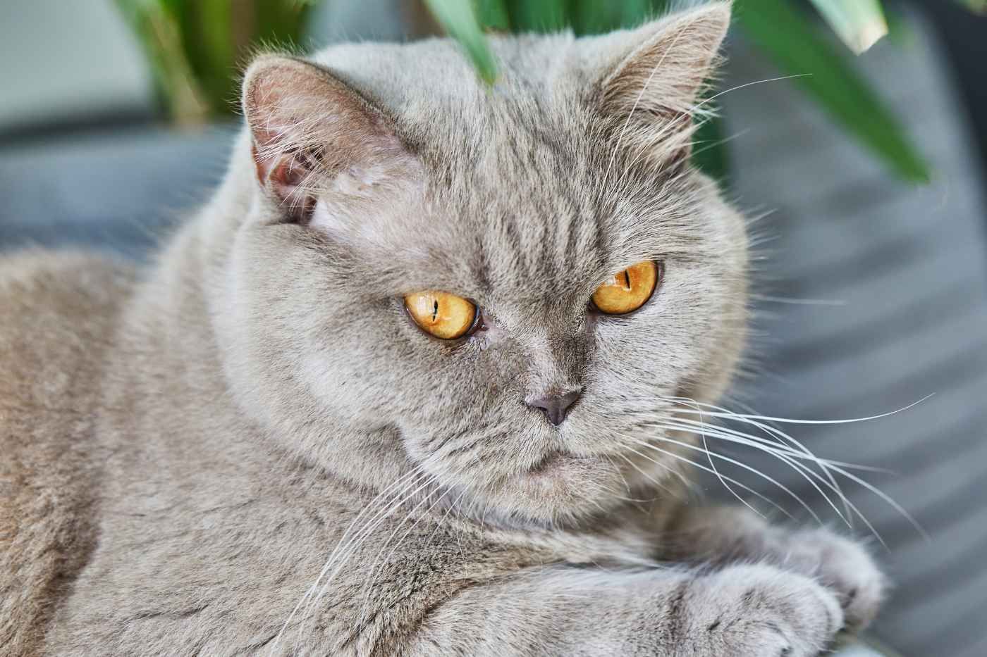 British Shorthair: carácter, cuidados y salud