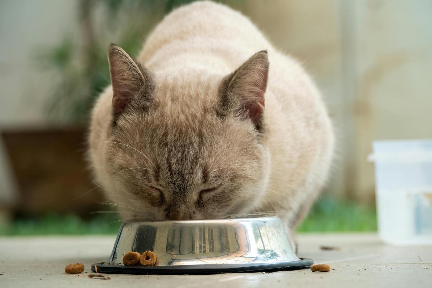 Algunos gatos prefieren texturas paté frente a trozos. Cambiar la dieta temporalmente puede despertar su interés