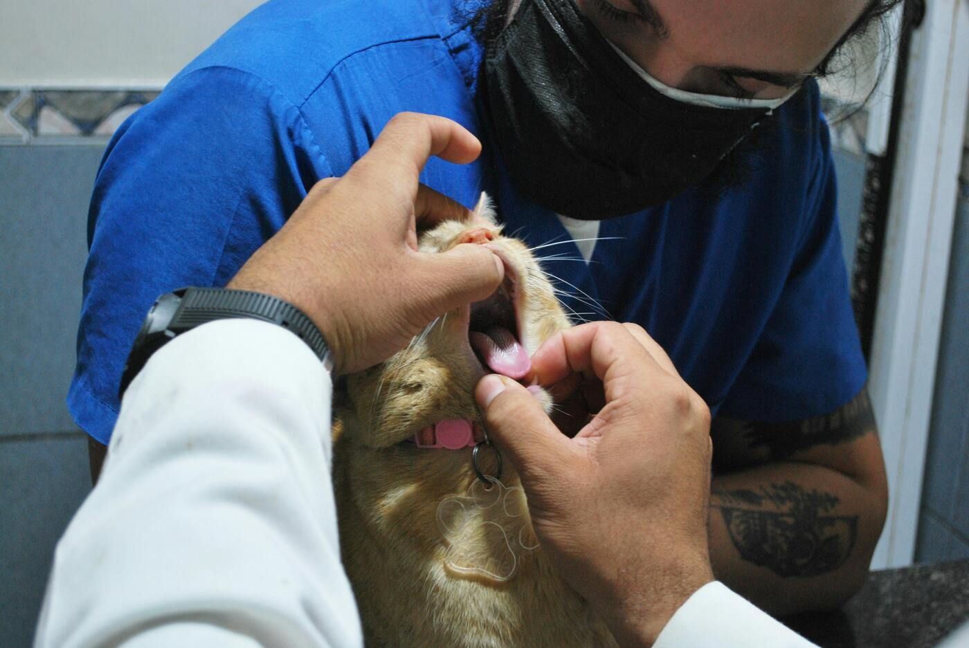 En VMX 2026 se ha presentado una herramienta de interpretación con IA para radiografías dentales felinas