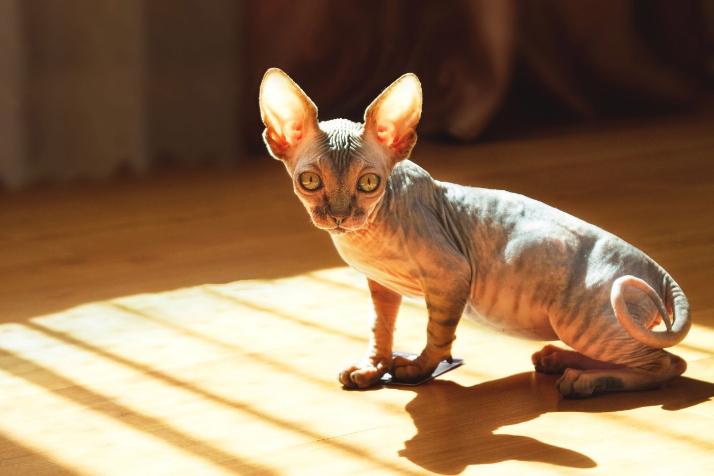 ¿Es hipoalergénico el gato de la raza Sphynx?