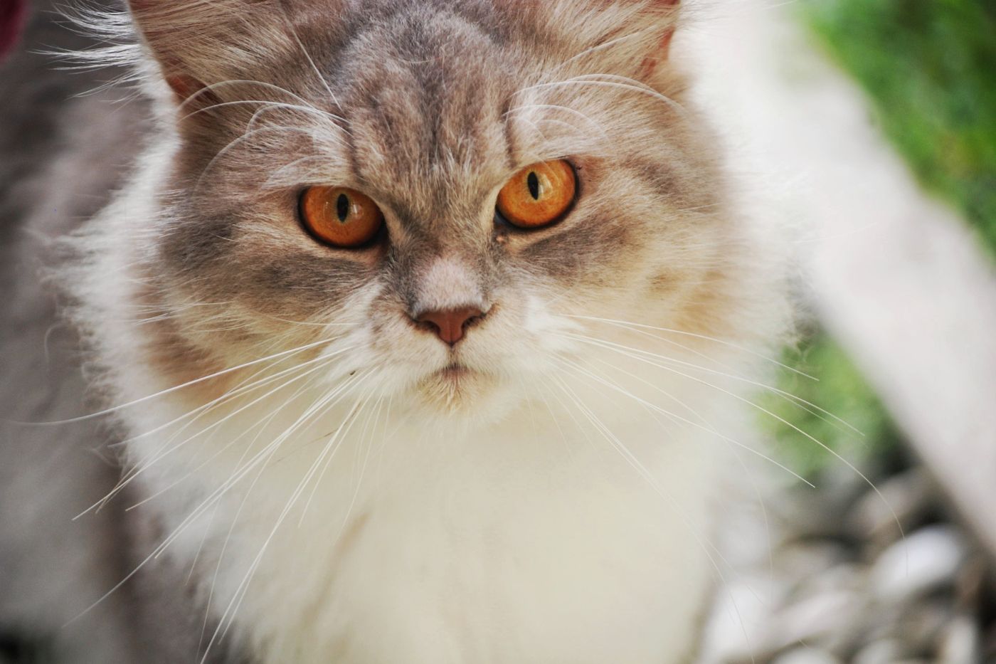 ¿Cuántos años vive un gato según raza?