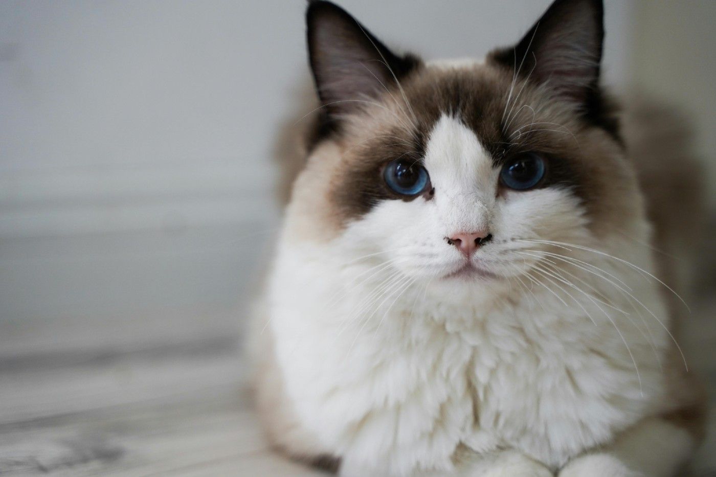 Trastornos de salud comunes en el gato Ragdoll: prevención, carácter y guía práctica de cuidados