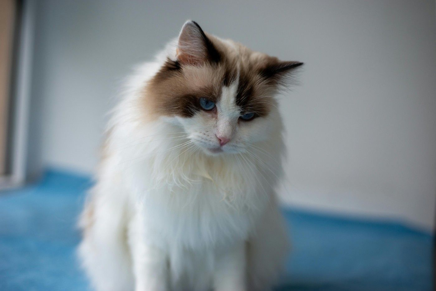 El gato Ragdoll tiene pelo semilargo pero no suele enredarse en exceso