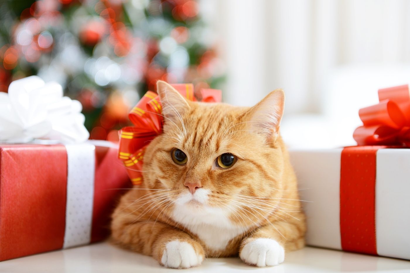 Gato rodeado de regalos de Navidad