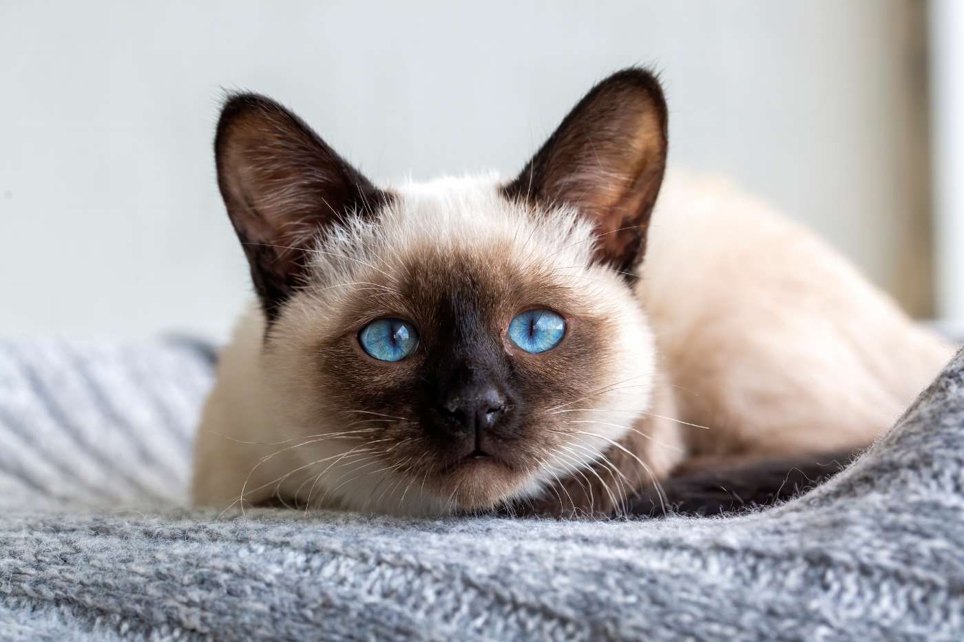 Gato Siamés: curiosidad, energía y rasgos