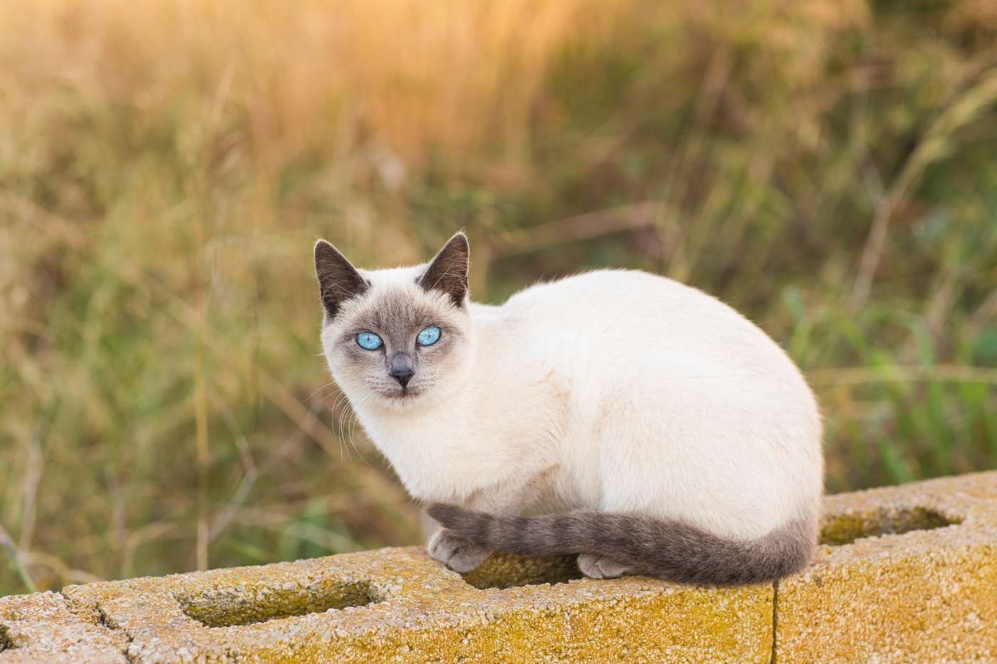 ¿Cuántos años vive un gato siamés?