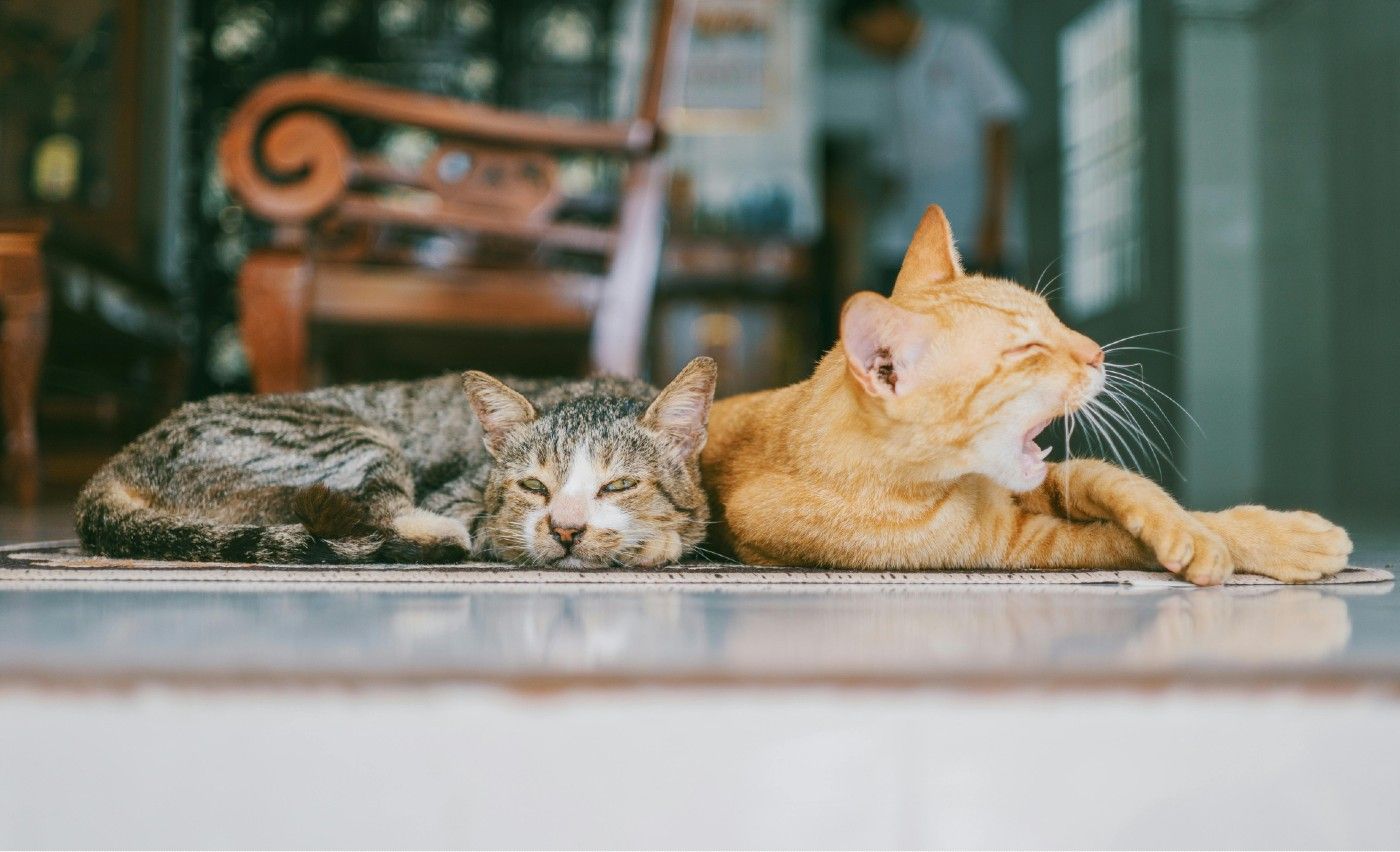 ¿Sabías que los gatos tienen más de 250 expresiones faciales?